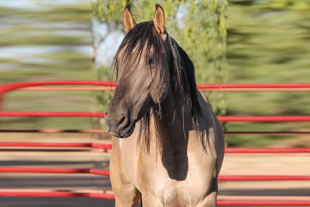 Horse on a pasture